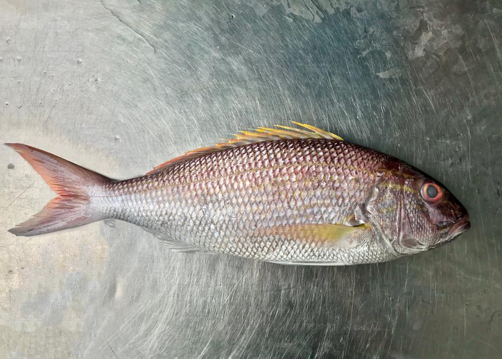 crimson snapper